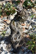 PIEDS DE VIGNES